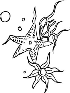 Морская звезда картинки раскраски (20)