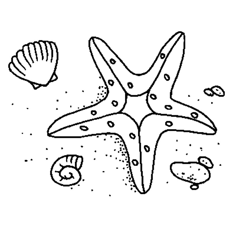 Морская звезда картинки раскраски (3)