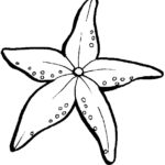 Морская звезда картинки раскраски (4)