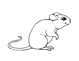 Мышонок картинки раскраски (5)