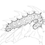 Насекомые гусеница картинки раскраски (62)