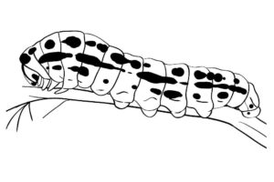 Насекомые гусеница картинки раскраски (71)