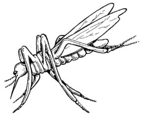 Насекомые комар картинки раскраски (16)