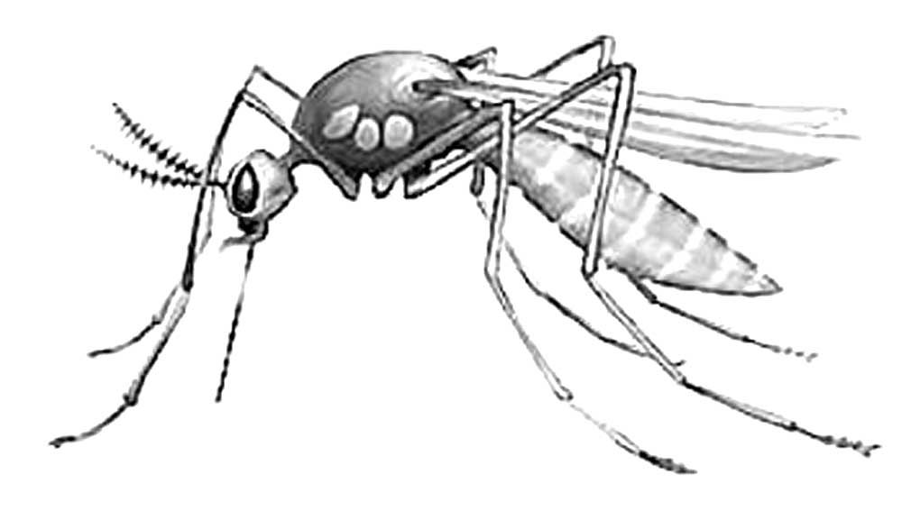 Насекомые комар картинки раскраски (20)
