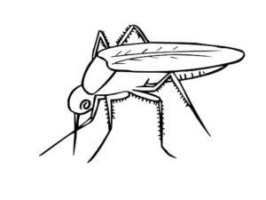 Насекомые комар картинки раскраски (22)
