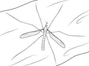 Насекомые комар картинки раскраски (24)