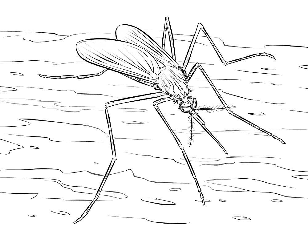 Насекомые комар картинки раскраски (25)