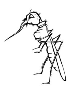 Насекомые комар картинки раскраски (26)