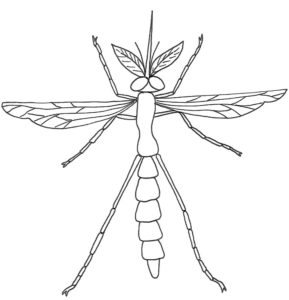 Насекомые комар картинки раскраски (27)