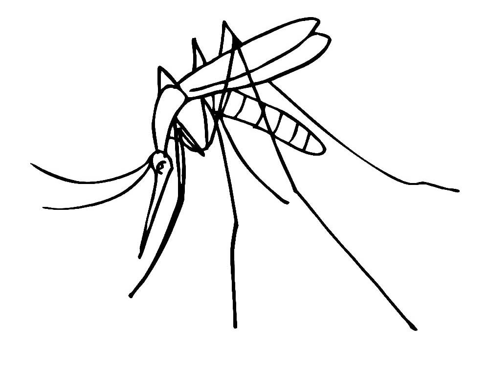 Насекомые комар картинки раскраски (28)