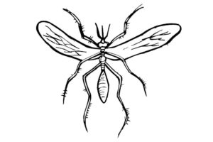 Насекомые комар картинки раскраски (29)