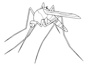 Насекомые комар картинки раскраски (3)