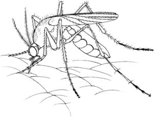 Насекомые комар картинки раскраски (30)