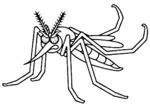 Насекомые комар картинки раскраски (31)