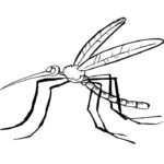 Насекомые комар картинки раскраски (32)