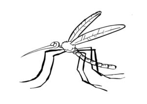 Насекомые комар картинки раскраски (32)