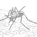 Насекомые комар картинки раскраски (33)