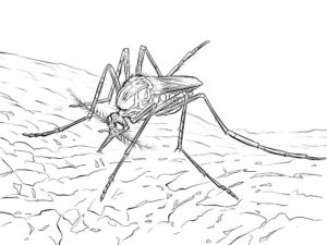 Насекомые комар картинки раскраски (33)