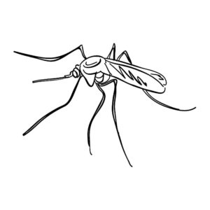 Насекомые комар картинки раскраски (34)