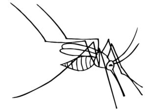 Насекомые комар картинки раскраски (37)