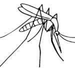 Насекомые комар картинки раскраски (4)