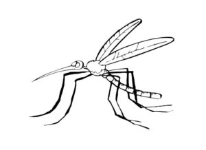Насекомые комар картинки раскраски (41)