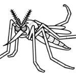 Насекомые комар картинки раскраски (6)