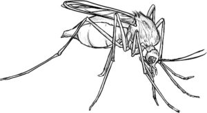 Насекомые комар картинки раскраски (8)