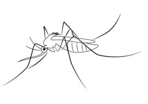 Насекомые комар картинки раскраски (9)