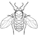 Насекомые муха картинки раскраски (1)