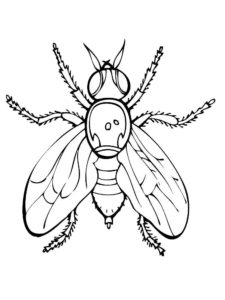 Насекомые муха картинки раскраски (10)