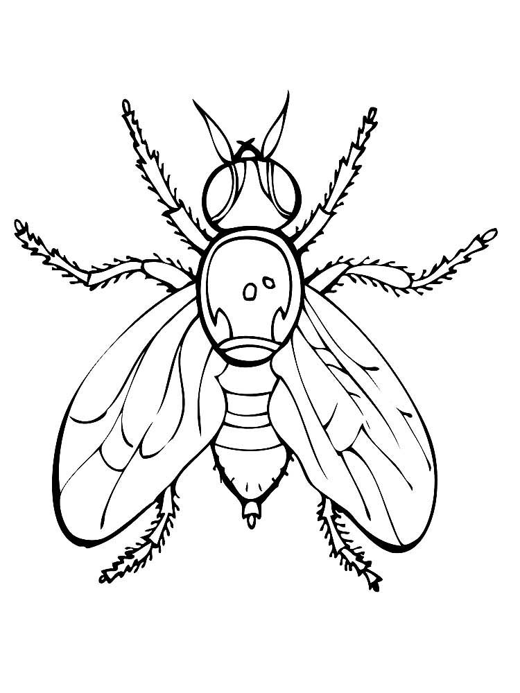 Насекомые муха картинки раскраски (10)