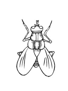 Насекомые муха картинки раскраски (12)