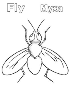 Насекомые муха картинки раскраски (15)