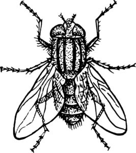 Насекомые муха картинки раскраски (24)