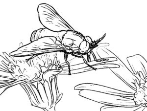 Насекомые муха картинки раскраски (25)