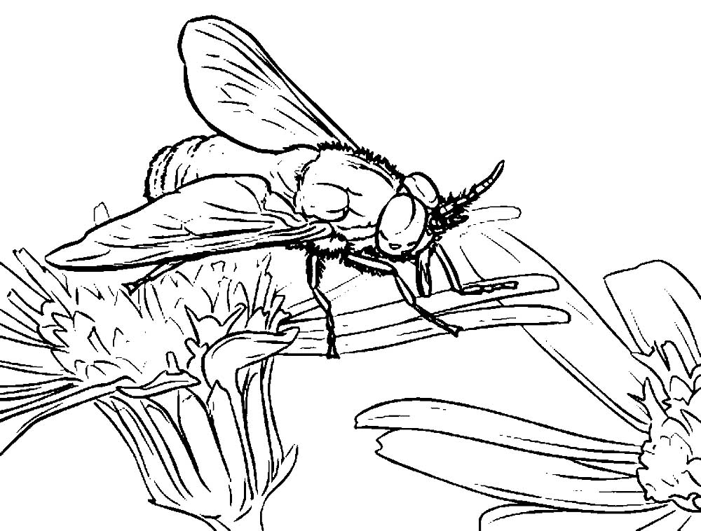 Насекомые муха картинки раскраски (25)