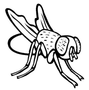 Насекомые муха картинки раскраски (37)