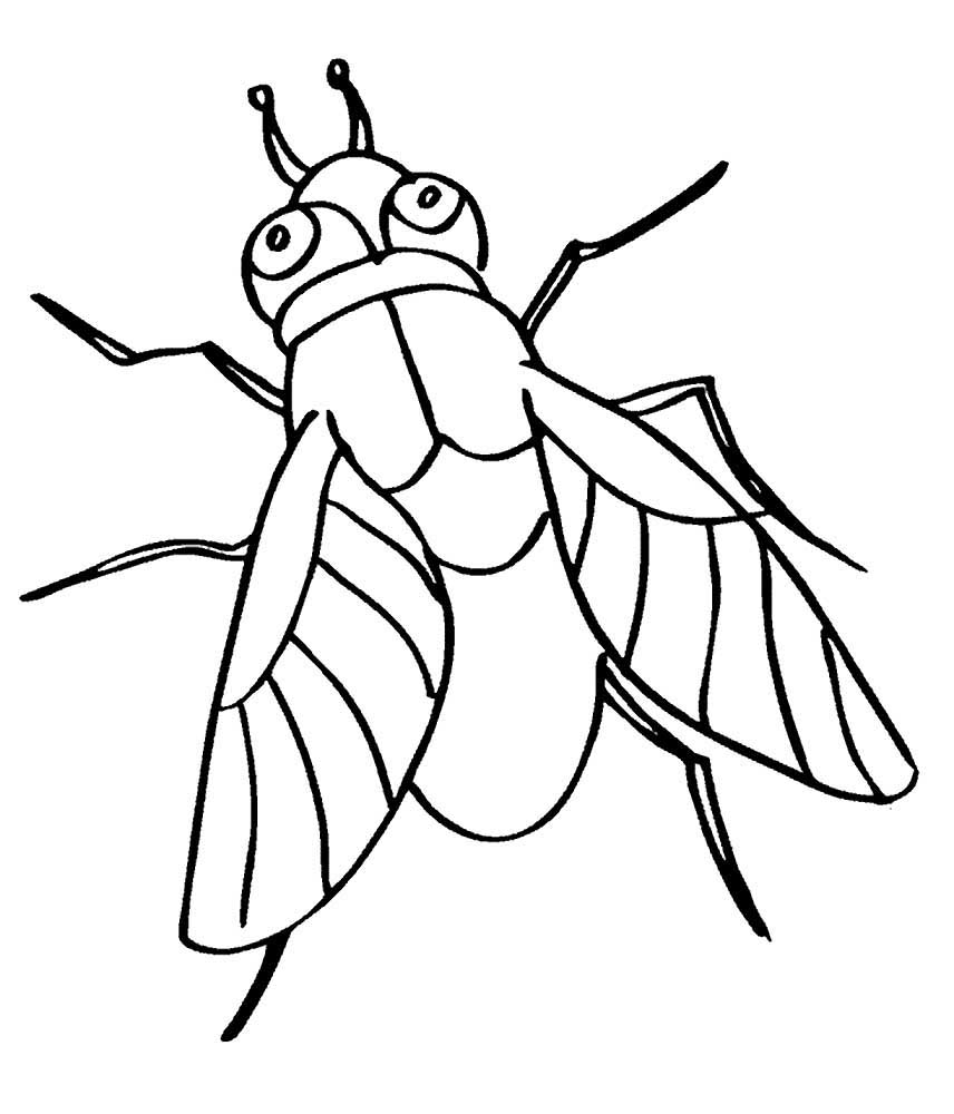 Насекомые муха картинки раскраски (38)