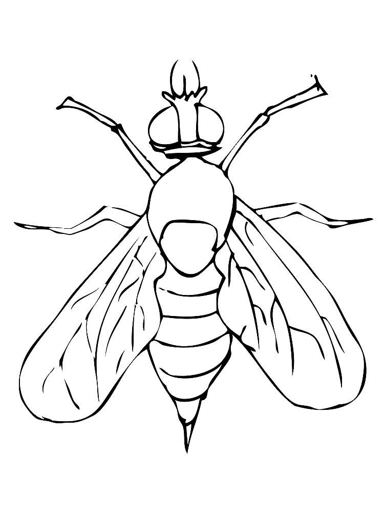 Насекомые муха картинки раскраски (4)