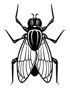 Насекомые муха картинки раскраски (40)