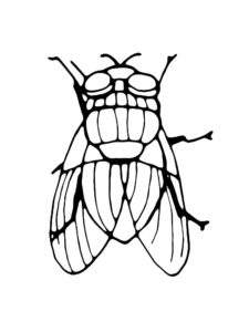 Насекомые муха картинки раскраски (44)