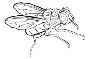 Насекомые муха картинки раскраски (45)