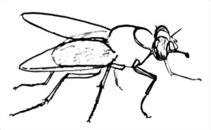 Насекомые муха картинки раскраски (46)