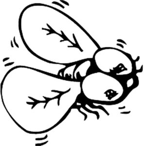Насекомые муха картинки раскраски (48)