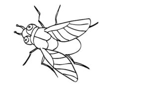 Насекомые муха картинки раскраски (49)