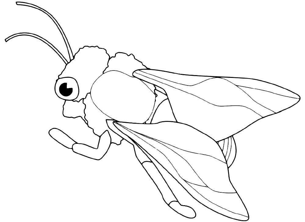 Насекомые муха картинки раскраски (53)