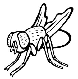 Насекомые муха картинки раскраски (55)