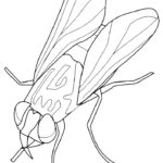 Насекомые муха картинки раскраски (56)