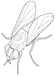 Насекомые муха картинки раскраски (56)